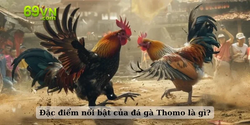 Đặc điểm nổi bật của đá gà Thomo là gì?