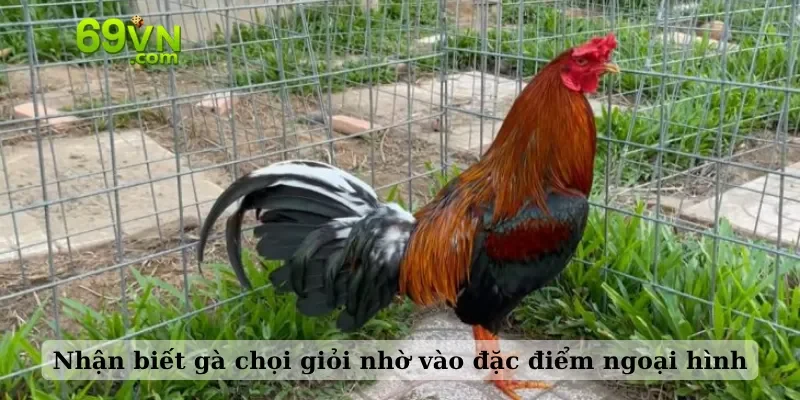 Nhận biết gà chọi giỏi nhờ vào đặc điểm ngoại hình